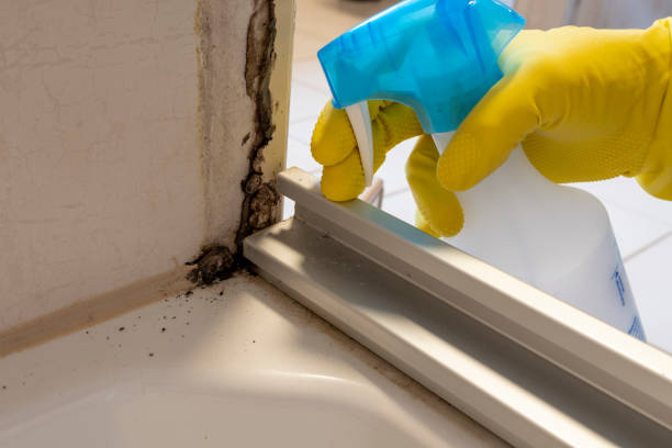 Best Attic Mold Removal  in Wilkshire Hills, OH