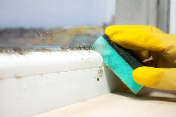 Mold Removal and Inspection in Wilkshire Hills, OH